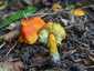 Feketedő nedűgomba (Hygrocybe conica), Budai-hegység